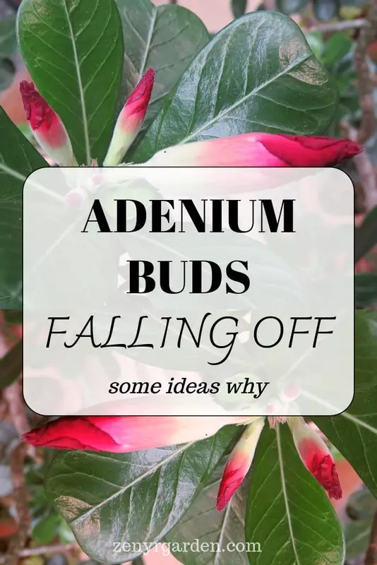 Adenium Buds Falling Off Why & How to Fix?